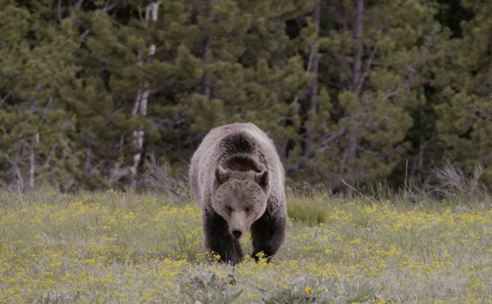 Any Video By Blocs Builder