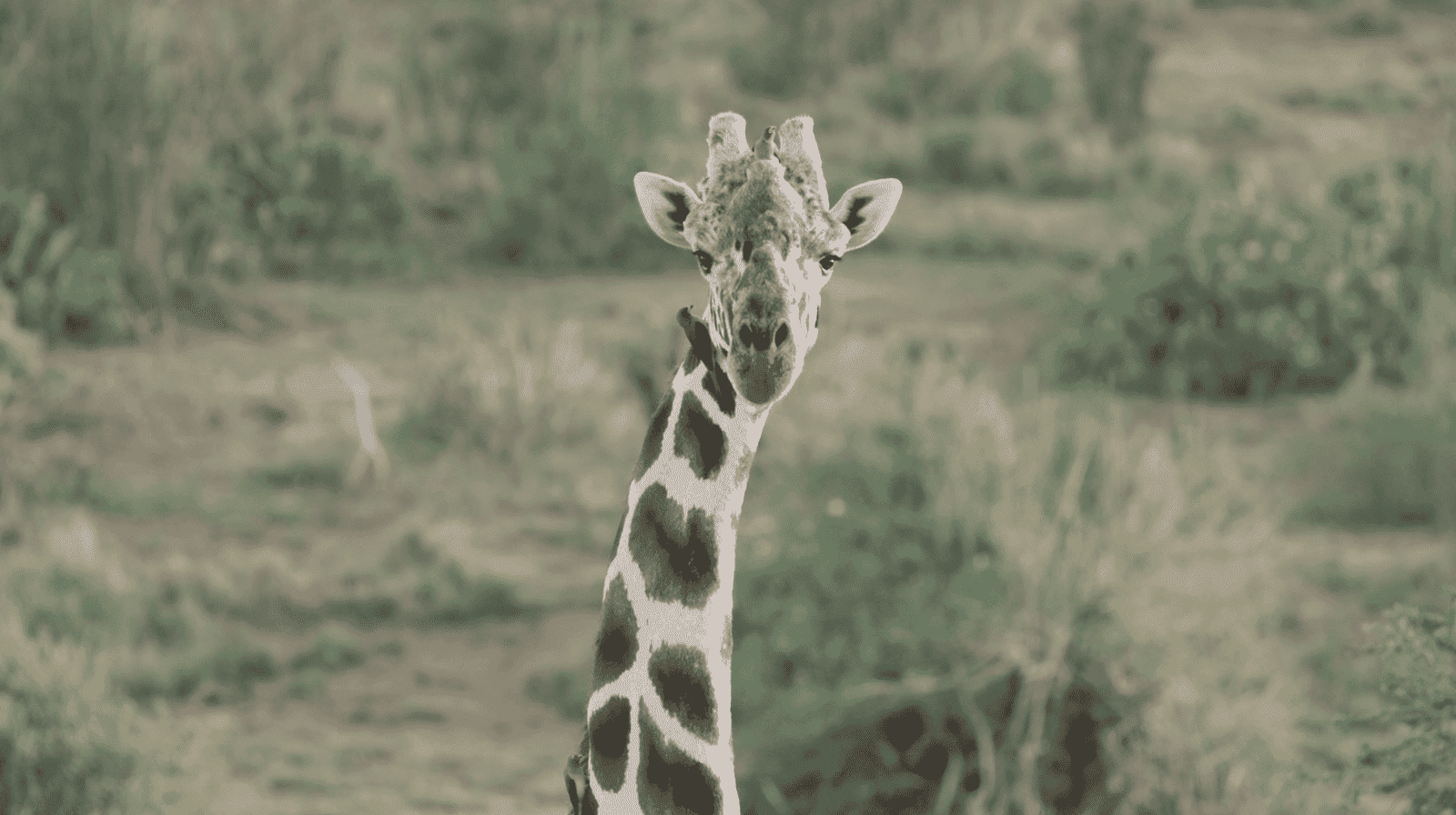 Any Video By Blocs Builder