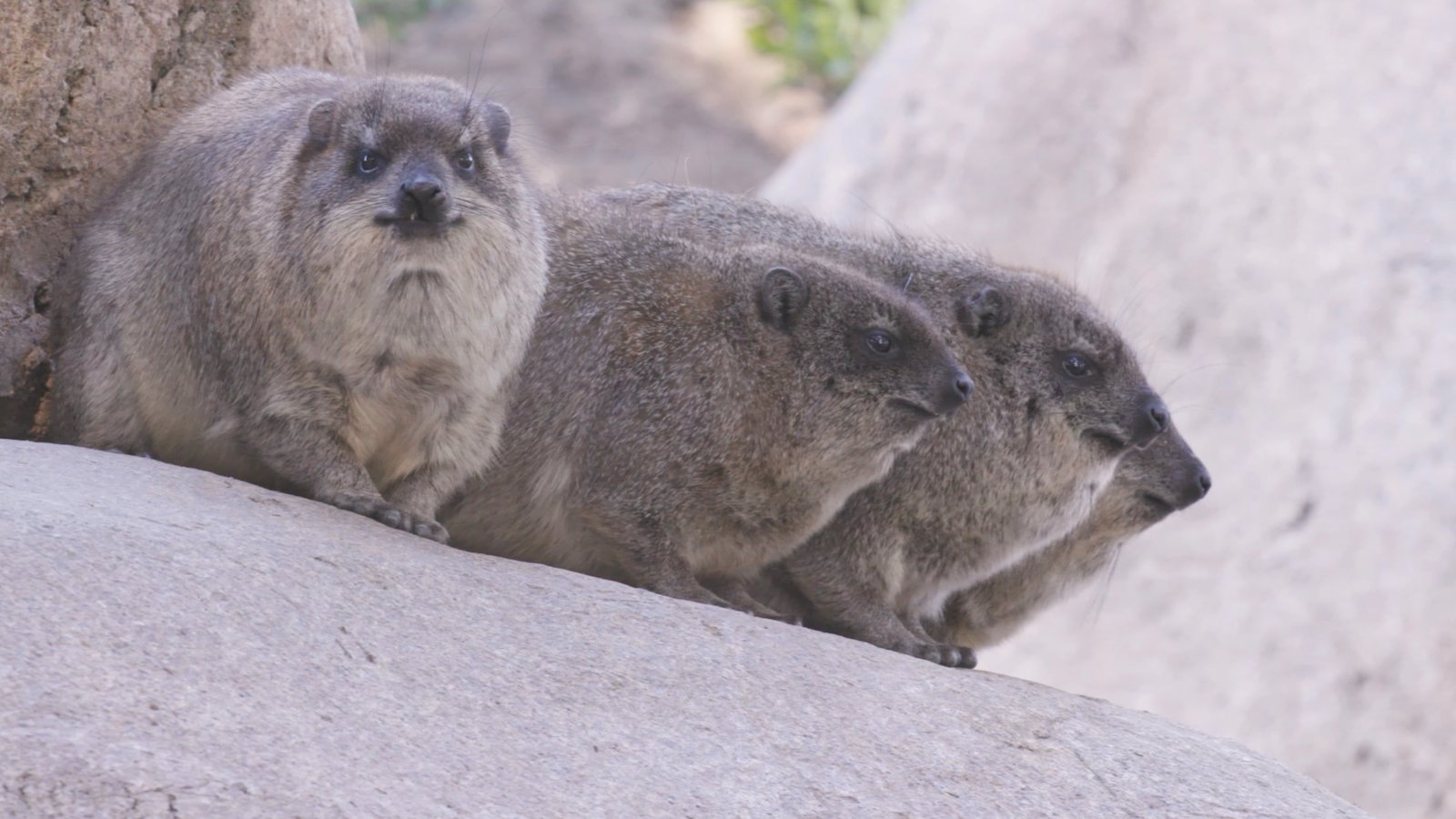 Any Video By Blocs Builder